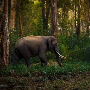 Jungle safari